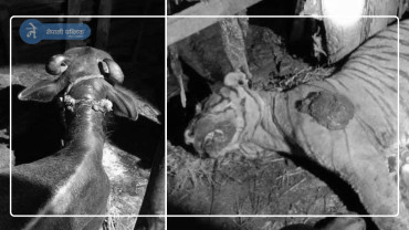 अपडेटः भैंसीले मारेको बाघको पोष्टमार्टम रिपोर्ट आयो, के छ रिपोर्टमा ?